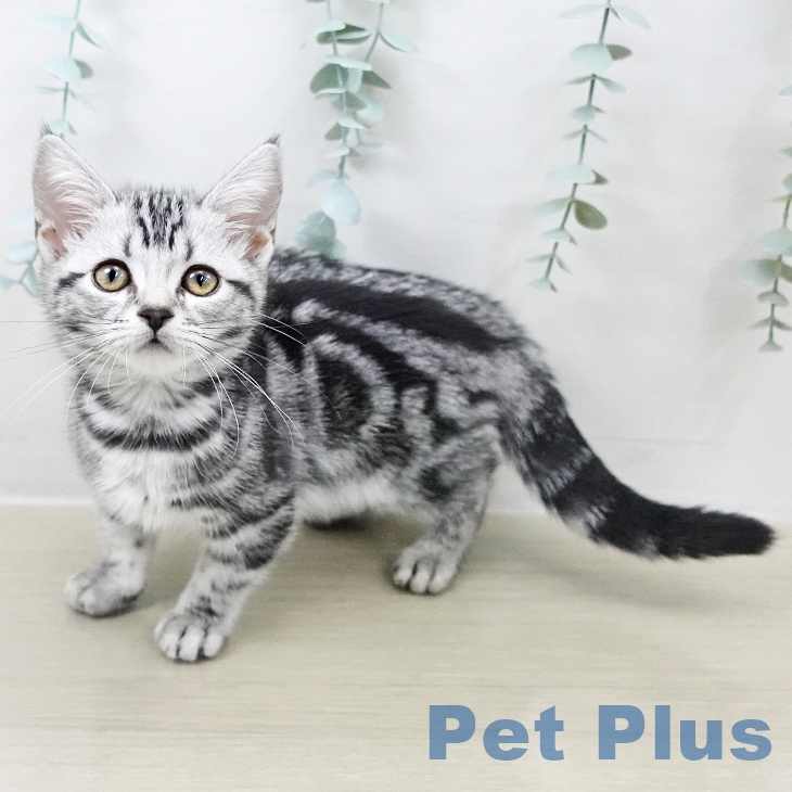 アメリカンショートヘア