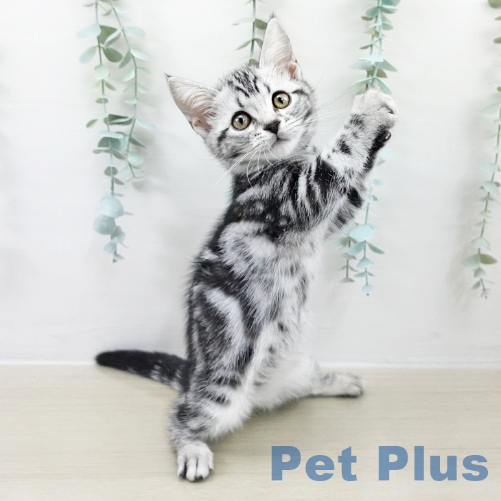 アメリカンショートヘア