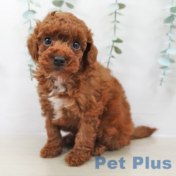 埼玉県のトイプードル(トイ) (ペッツワン 新座店/2025年9月19日生まれ/男の子/レッド)の子犬の1枚目の画像
