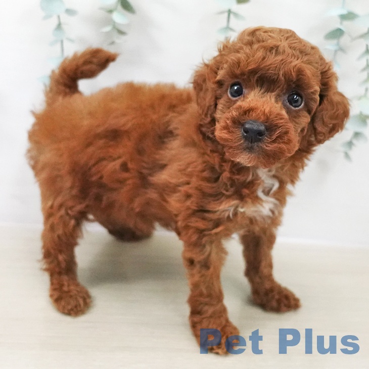 埼玉県のトイプードル(トイ) (ペッツワン 新座店/2025年9月19日生まれ/男の子/レッド)の子犬の2枚目の画像