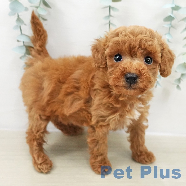 埼玉県のトイプードル(トイ) (ペッツワン 新座店/2025年9月19日生まれ/女の子/レッド)の子犬の1枚目の画像