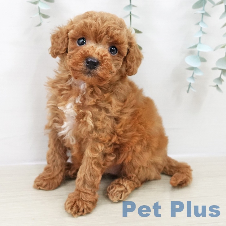 埼玉県のトイプードル(トイ) (ペッツワン 新座店/2025年9月19日生まれ/女の子/レッド)の子犬の2枚目の画像