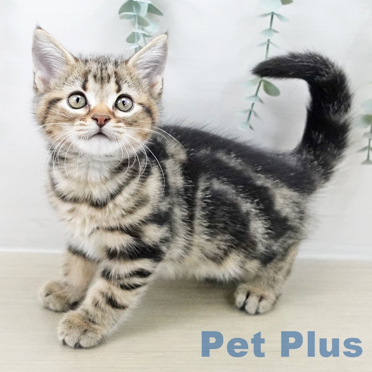 アメリカンショートヘア