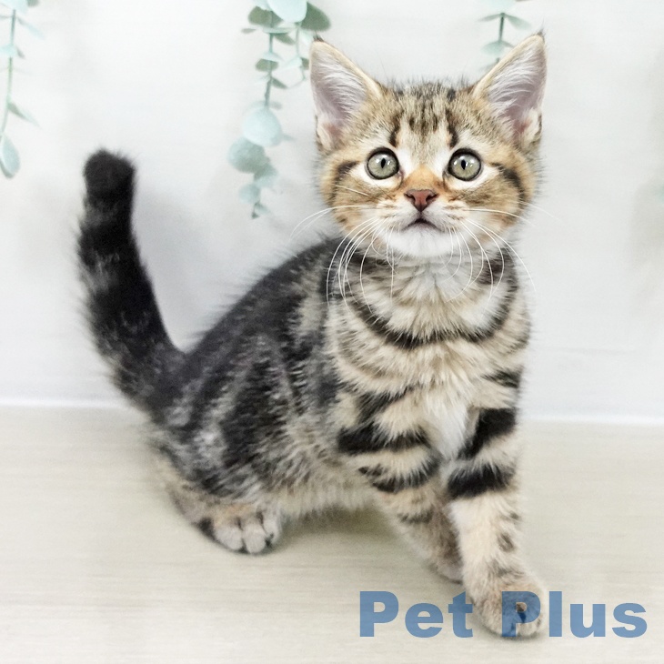 アメリカンショートヘアの写真2