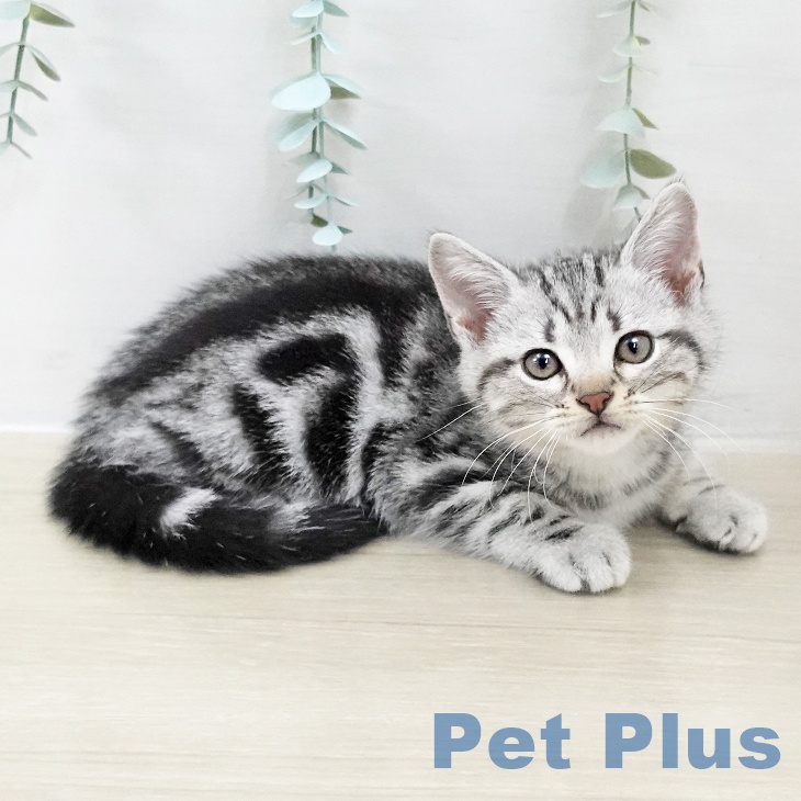 アメリカンショートヘア