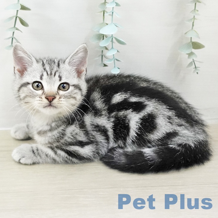 アメリカンショートヘアの写真2