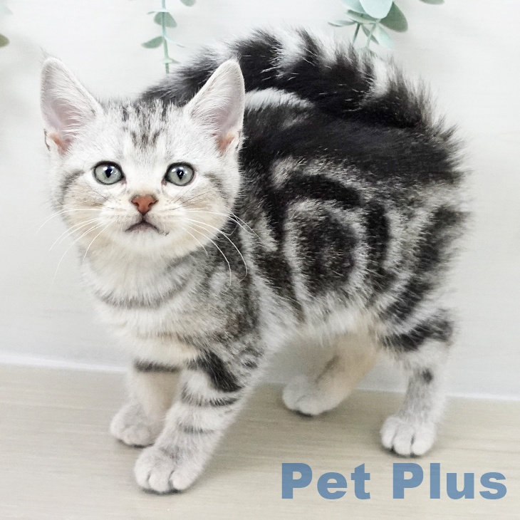 福島県のアメリカンショートヘアー (ペットプラス イオンタウン郡山店/2025年9月17日生まれ/女の子/シルバータビー)の子猫の1枚目の画像