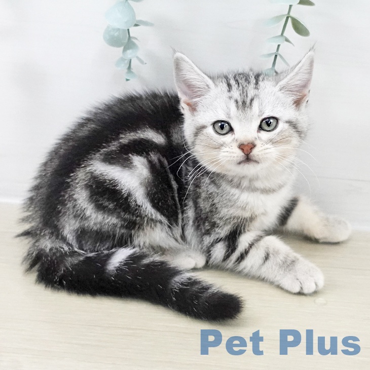 福島県のアメリカンショートヘアー (ペットプラス イオンタウン郡山店/2025年9月17日生まれ/女の子/シルバータビー)の子猫の2枚目の画像