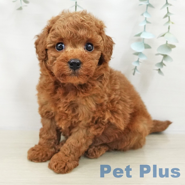 トイ・プードルの写真2