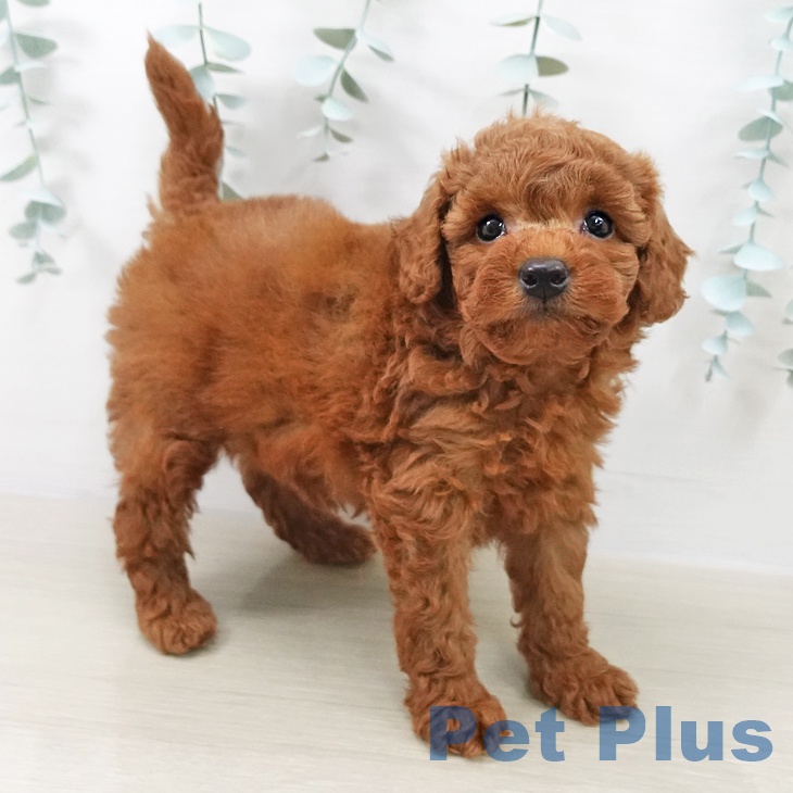 宮城県のトイプードル(トイ) (ペットプラス 仙台泉大沢店/2025年9月18日生まれ/男の子/レッド)の子犬の1枚目の画像