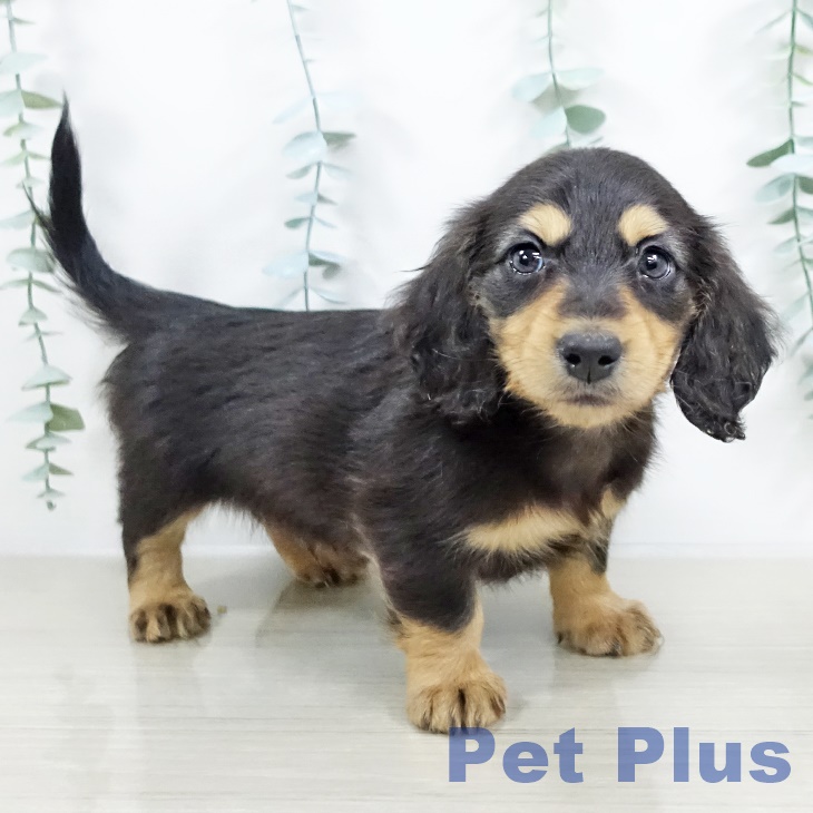 ミニチュア・ダックスフンド