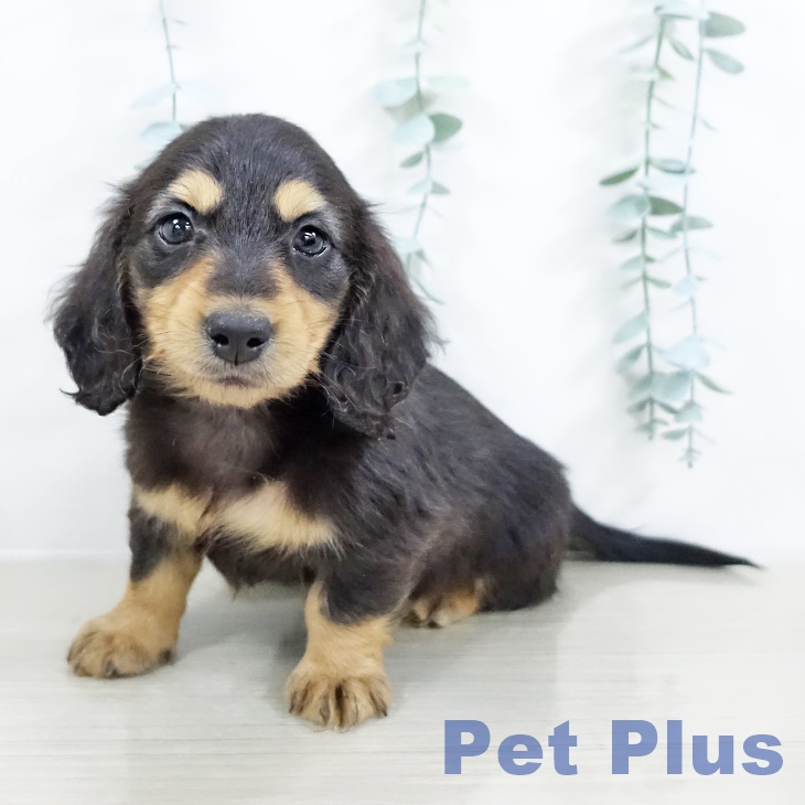 ミニチュア・ダックスフンドの写真2