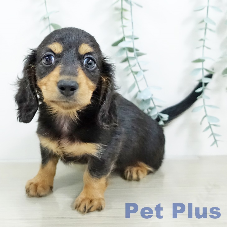 埼玉県のミニチュアダックスフンド(ロング) (ペットプラス イオンモール春日部店/2025年9月19日生まれ/男の子/ブラックタン)の子犬の1枚目の画像