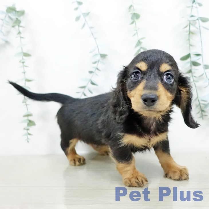 埼玉県のミニチュアダックスフンド(ロング) (ペットプラス イオンモール春日部店/2025年9月19日生まれ/男の子/ブラックタン)の子犬の2枚目の画像