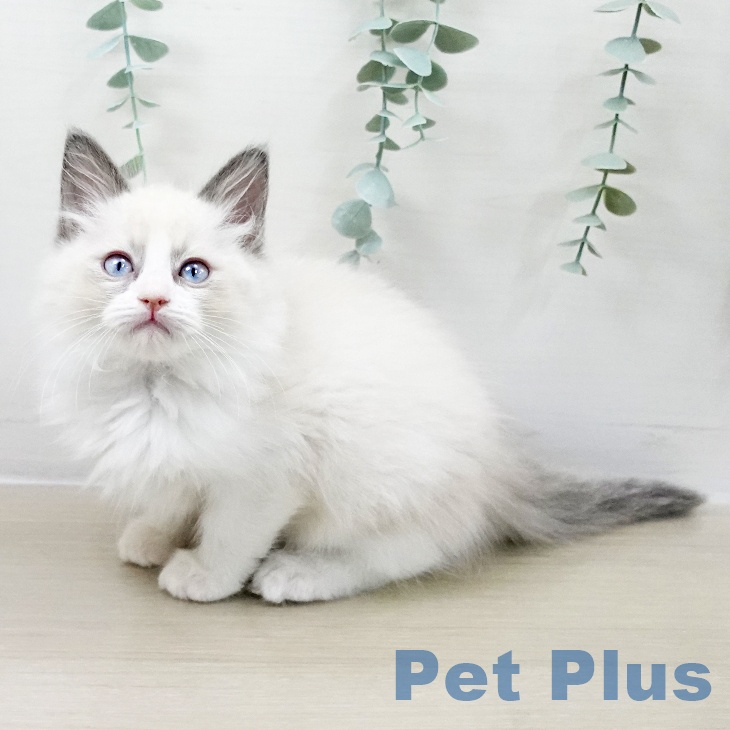埼玉県のラグドール (ペットプラス 浦和美園店/2025年9月9日生まれ/男の子/ブルーポイントバイカラー)の子猫