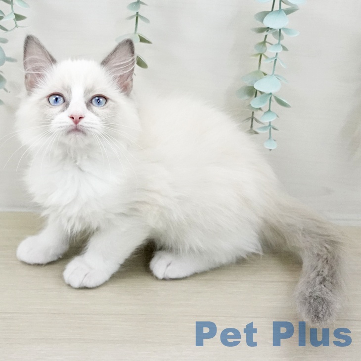 東京都のラグドール (ペットプラス 多摩平の森店/2025年9月5日生まれ/男の子/ブルーポイントバイカラー)の子猫の1枚目の画像
