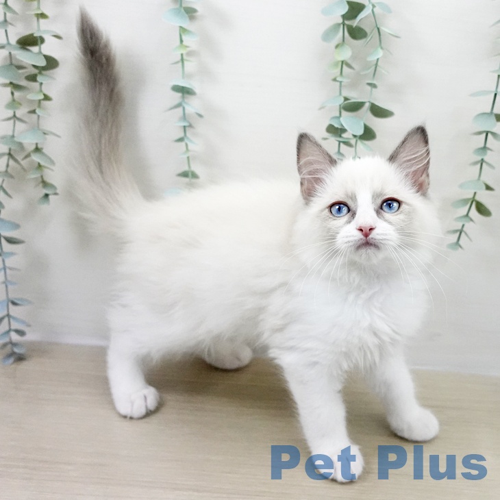 東京都のラグドール (ペットプラス 多摩平の森店/2025年9月5日生まれ/男の子/ブルーポイントバイカラー)の子猫の2枚目の画像