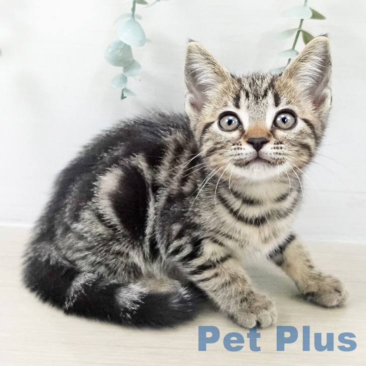 アメリカンショートヘア