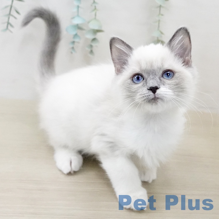 神奈川県のラグドール (ペットプラス 新百合丘店/2025年9月12日生まれ/女の子/ブルーポイントミテッド)の子猫