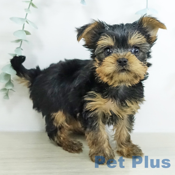 神奈川県のヨークシャーテリア (ペットプラス ゆめが丘ソラトス店/2025年9月17日生まれ/男の子/スチールブルータン)の子犬の1枚目の画像