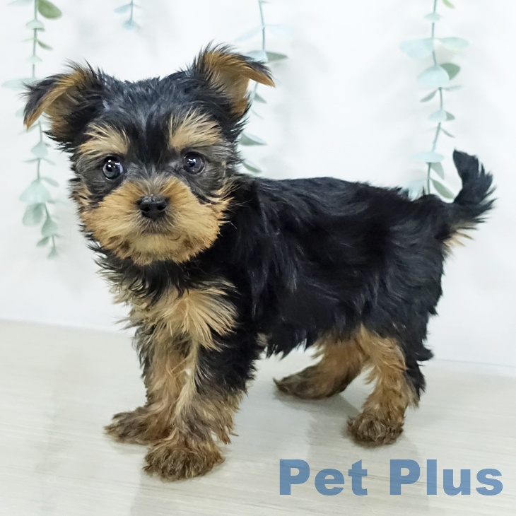 神奈川県のヨークシャーテリア (ペットプラス ゆめが丘ソラトス店/2025年9月17日生まれ/男の子/スチールブルータン)の子犬の2枚目の画像