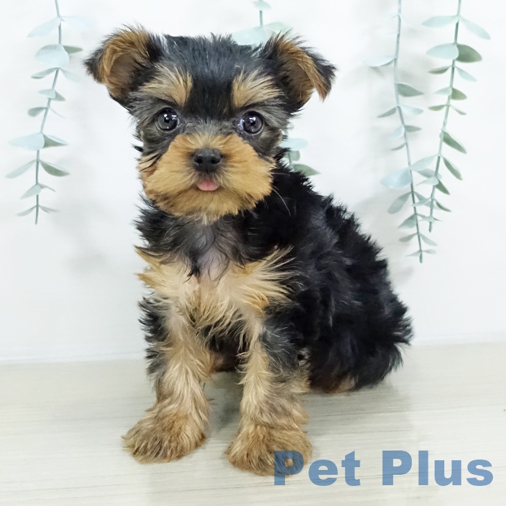 ヨークシャー・テリア