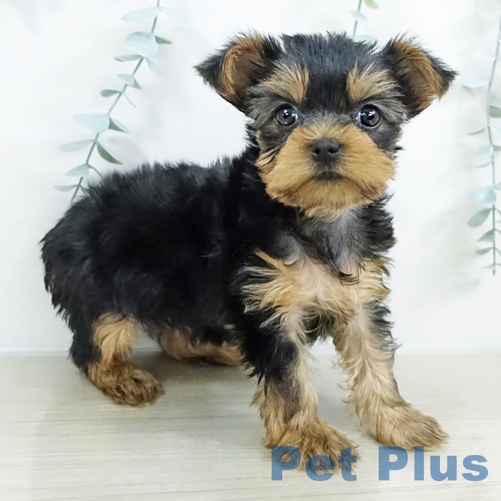 ヨークシャー・テリアの写真2