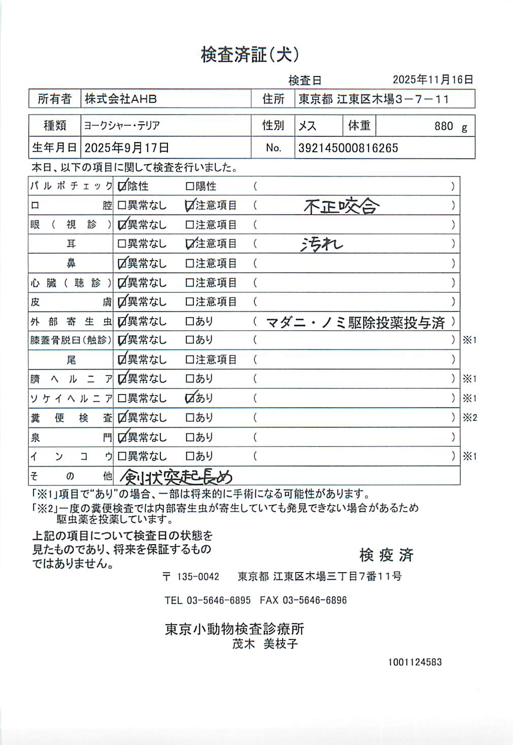 ヨークシャー・テリア