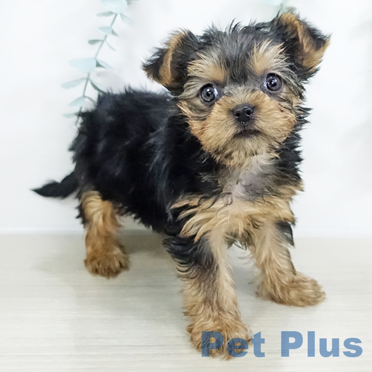 ヨークシャー・テリア