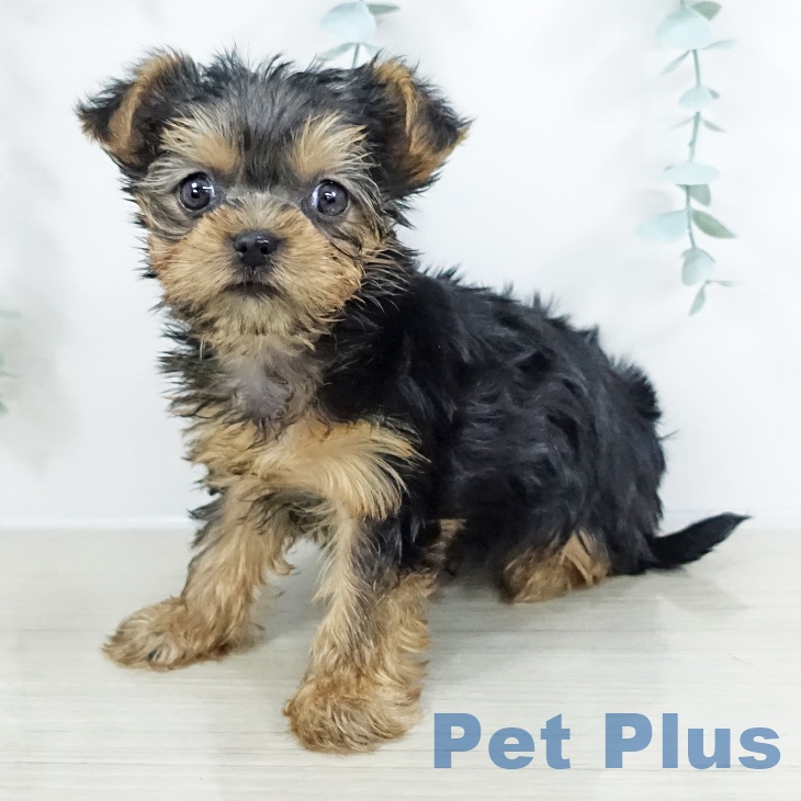 ヨークシャー・テリア