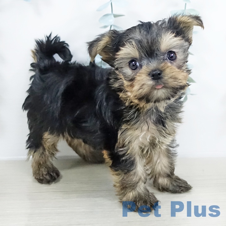 ヨークシャー・テリア