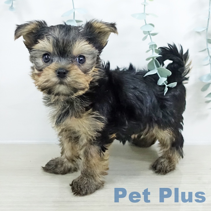 ヨークシャー・テリアの写真2