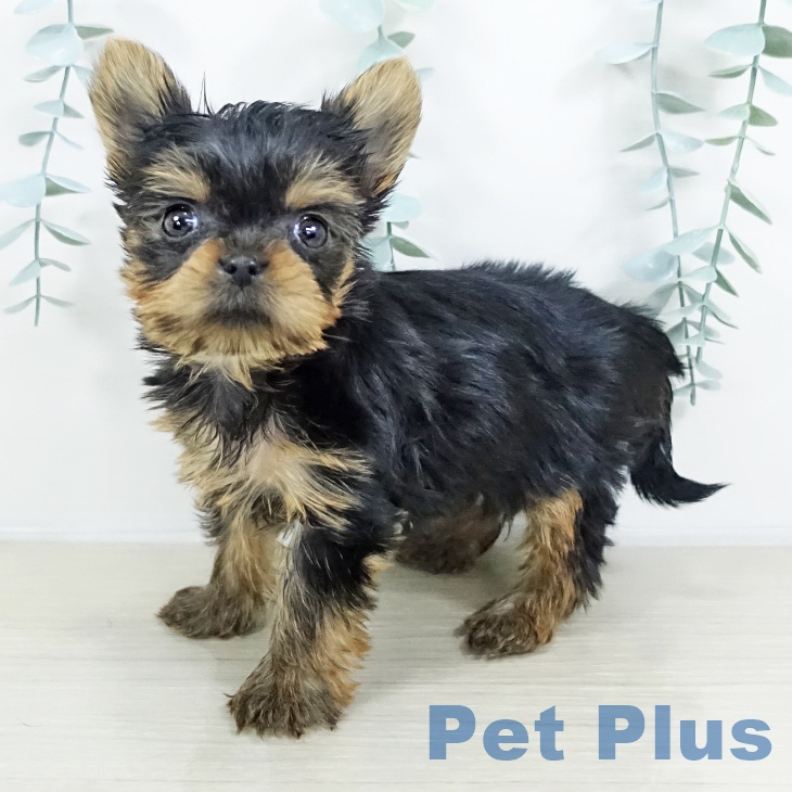 福島県のヨークシャーテリア (ペットプラス イオンタウン郡山店/2025年9月17日生まれ/女の子/スチールブルータン)の子犬の1枚目の画像