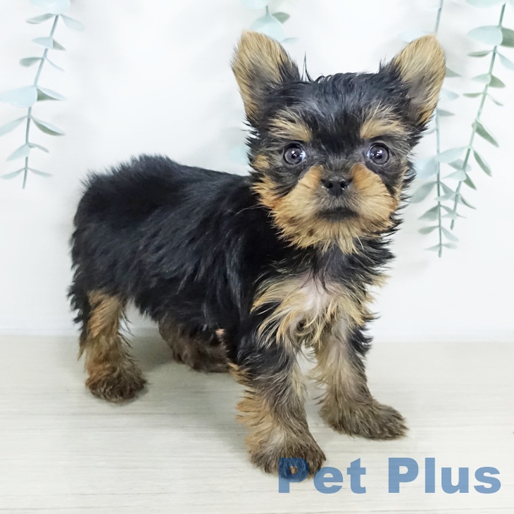 福島県のヨークシャーテリア (ペットプラス イオンタウン郡山店/2025年9月17日生まれ/女の子/スチールブルータン)の子犬の2枚目の画像