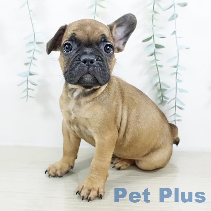神奈川県のフレンチブルドッグ (ペットプラス 天王町店/2025年9月19日生まれ/男の子/フォーン)の子犬の1枚目の画像