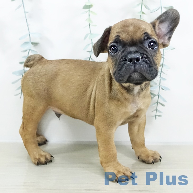 神奈川県のフレンチブルドッグ (ペットプラス 天王町店/2025年9月19日生まれ/男の子/フォーン)の子犬の2枚目の画像