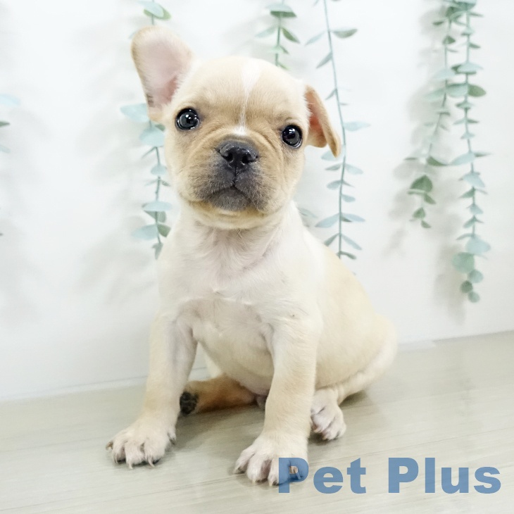 群馬県のフレンチブルドッグ (ペットプラス 前橋店/2025年9月19日生まれ/男の子/クリームホワイト)の子犬の1枚目の画像