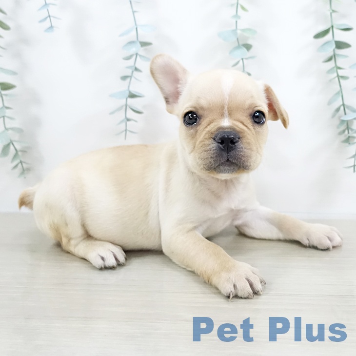 群馬県のフレンチブルドッグ (ペットプラス 前橋店/2025年9月19日生まれ/男の子/クリームホワイト)の子犬の2枚目の画像