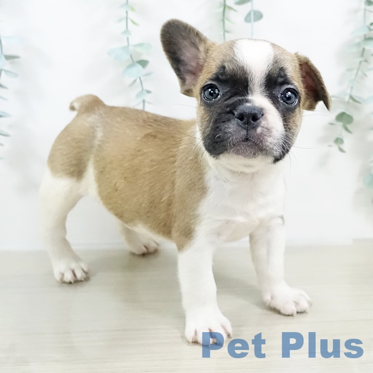 フレンチ・ブルドッグ