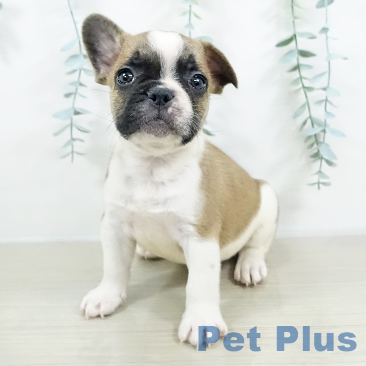 フレンチ・ブルドッグの写真2