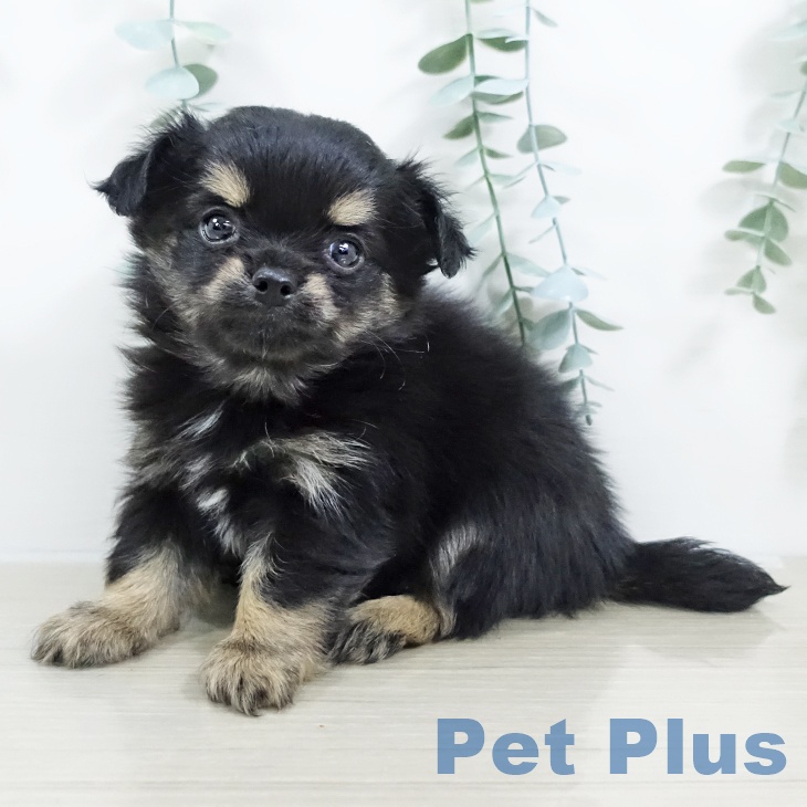 神奈川県のチワワ(ロング) (ペットプラス アミーゴ藤沢店/2025年9月19日生まれ/男の子/ブラックタンホワイト)の子犬