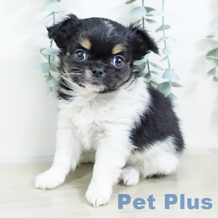 神奈川県のチワワ(ロング) (ペットプラス 天王町店/2025年9月19日生まれ/女の子/ブラックタンホワイト)の子犬