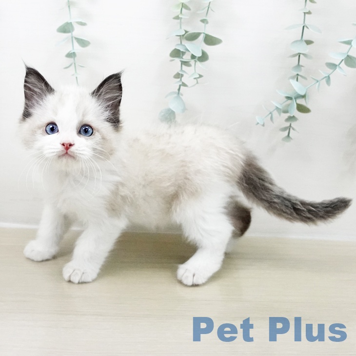 茨城県のラグドール (ペットプラス つくば店/2025年9月16日生まれ/男の子/シールポイントバイカラー)の子猫