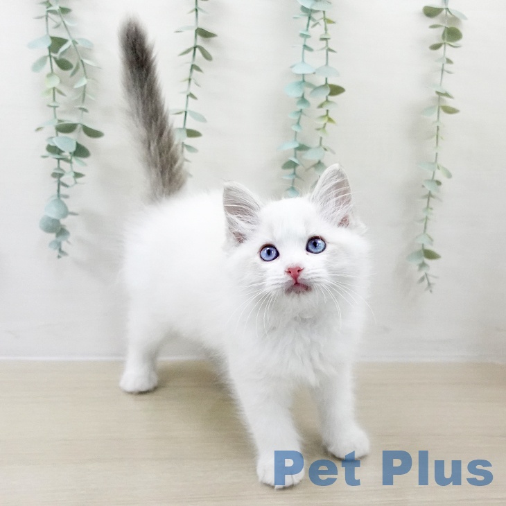 ラグドールの写真2