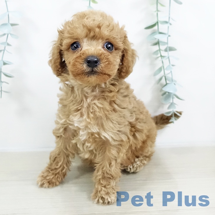 埼玉県のトイプードル(トイ) (ペットプラス ららぽーと新三郷店/2025年9月19日生まれ/男の子/アプリコット)の子犬の1枚目の画像