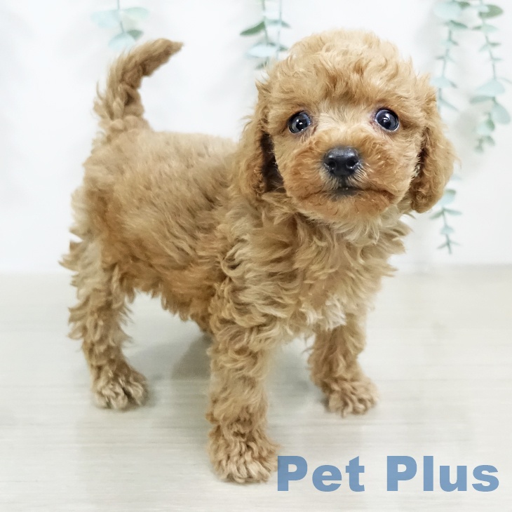 埼玉県のトイプードル(トイ) (ペットプラス ららぽーと新三郷店/2025年9月19日生まれ/男の子/アプリコット)の子犬の2枚目の画像