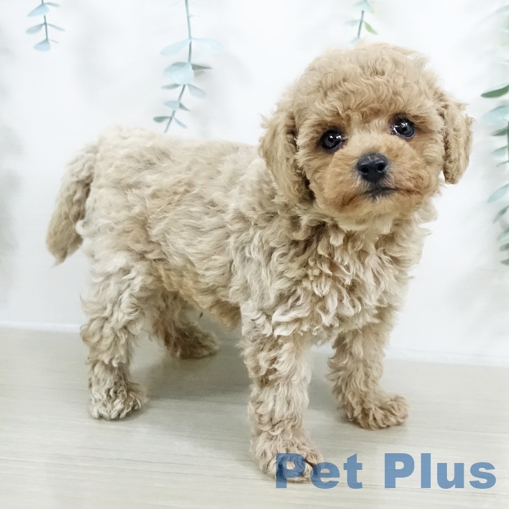 福島県のトイプードル(トイ) (ペットプラス 福島店/2025年9月19日生まれ/男の子/クリーム)の子犬の1枚目の画像