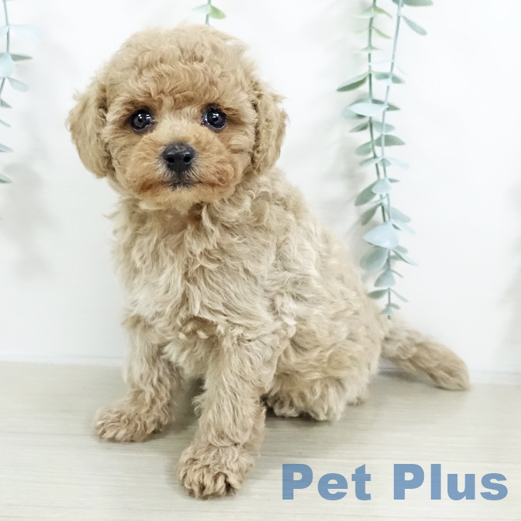 福島県のトイプードル(トイ) (ペットプラス 福島店/2025年9月19日生まれ/男の子/クリーム)の子犬の2枚目の画像