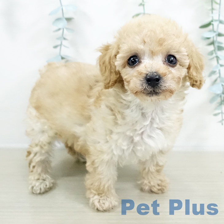 宮城県のトイプードル(トイ) (ペットプラス 名取店/2025年9月19日生まれ/女の子/クリーム)の子犬の1枚目の画像