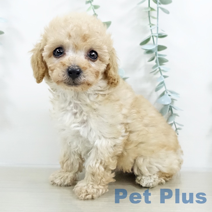 宮城県のトイプードル(トイ) (ペットプラス 名取店/2025年9月19日生まれ/女の子/クリーム)の子犬の2枚目の画像